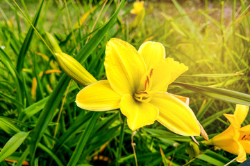 Fototapeta na wymiar Front view of a Beautiful Yellow Lily Blooming in the garden.