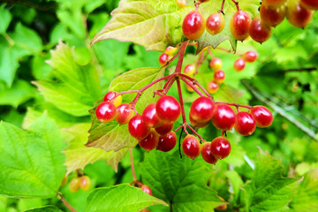 Viburnum opulus berries with its leaves outdoor in autumn. Bunches of red viburnum berries on a branch.