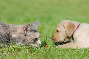 Cute Cat and small dog curiously looking at a ladybug on the meadow