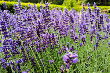 Obraz premium Lavender flower field diminishing to distant soft focus but with emphasis on front as a horizontal image.
