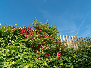 Autumn red green foliage on the fence