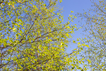 spring leaves on a tree
