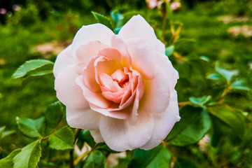 Pink rose flowers on the rose bush in the garden in summer or spring.