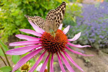 Beautiful butterfly on colorful flower in the garden.
