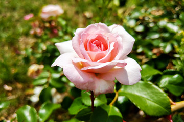 Pink rose flowers on the rose bush in the garden in summer or spring.