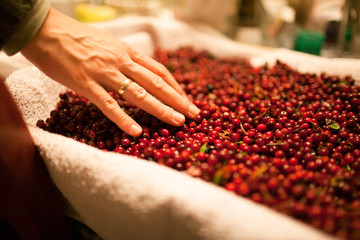Preiselbeeren Ernte