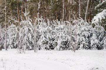 Fototapeta na wymiar winter forest of pine trees