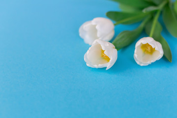 Three white beautiful tulips on a blue background.