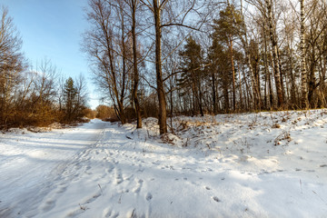 Evening sunset in the winter forest