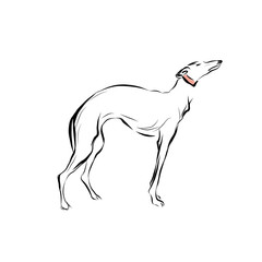 Graphic dog, pet, hand drawn graphic animal, line art 