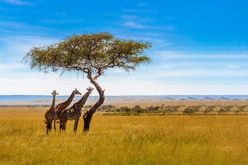 Three giraffes under acacia tree - obrazy, fototapety, plakaty