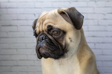 pug in front of white background