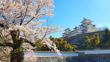 Cherry blossom and the Himeji castle in Japan
