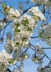 Bl&uuml;hender Kirschbaum, Prunus avium, im Fr&uuml;hling