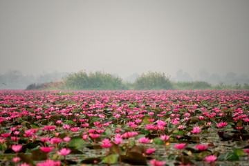 Udon Thani,Thailand-January 24, 2020: Morning scene of Red Lotus Lake or Talay Bua Daeng in Udon Thani, Thailand