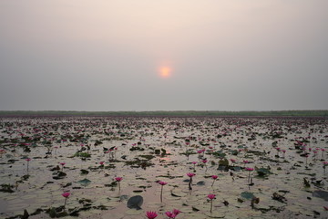 Fototapeta premium Udon Thani,Thailand-January 24, 2020: Morning scene of Red Lotus Lake or Talay Bua Daeng in Udon Thani, Thailand