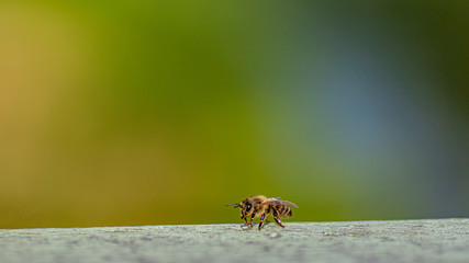 Eine Honigbiene auf einem grauen Untergrund
