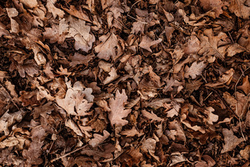 A forest in autumn with leaves on wet ground