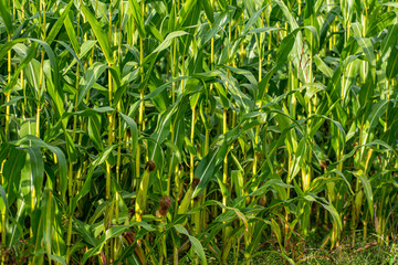 Reife Maiskolben kurz vor der Ernte