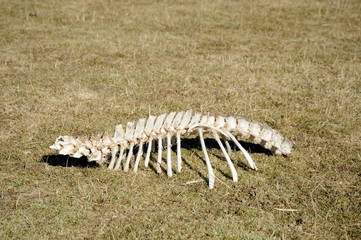 Ludwigshof, Knochenreste auf der Weide