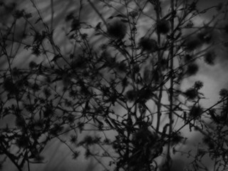 Black and white vintage background. Floral pattern background. Silhouettes and shadows of flowers and plants.