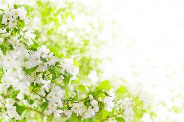 White blooming flowers on apple tree branch soft focus closeup, green leaves blurred bokeh background, beautiful spring cherry blossom border, floral corner design, springtime nature frame, copy space