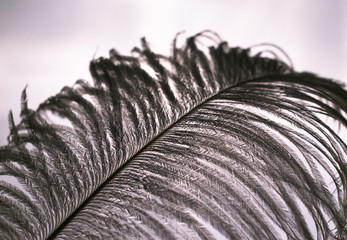  White ostrich feather on a window background.Close-up.