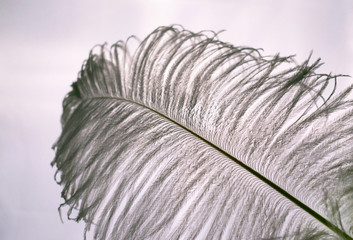  White ostrich feather on a window background.Close-up.