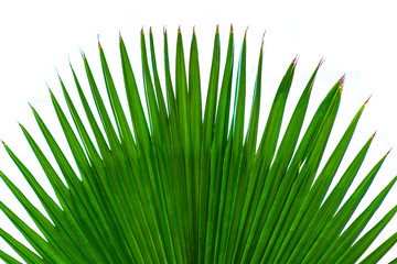 Green Fern on white background. Natural textures and patterns of the most ancient fern plants