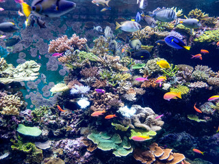 Acquario barriera corallina