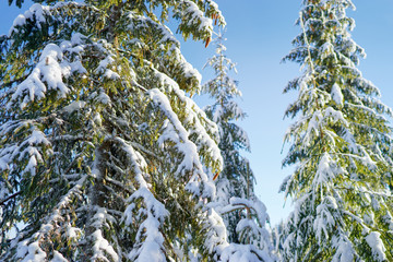 Forest in winter. Pine trees covered by snow.