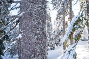Forest in winter. Pine trees covered by snow.