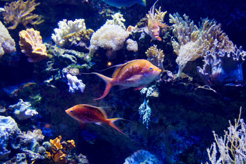 Acquario Singapore