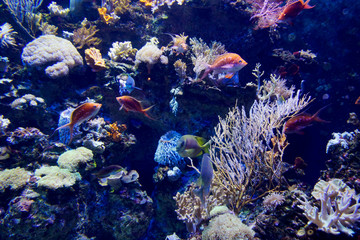 Acquario Singapore © MPaola