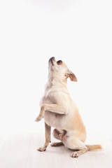 White chihuahua dog on a white background. Stylish photo. White background.