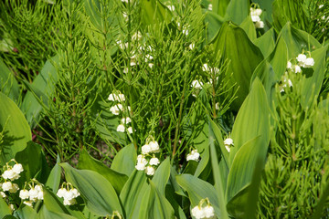 Obraz premium white lilies of the valley on a Sunny day