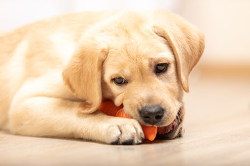 Yellow labrador retriever puppy biting in colored dog toy