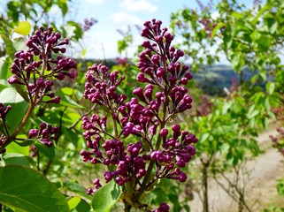 flower lilac bush in garden