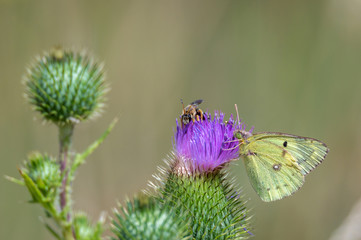 A lemon butterfly and a honeybee sit on a thistle plant. Concept: flowers and animals
