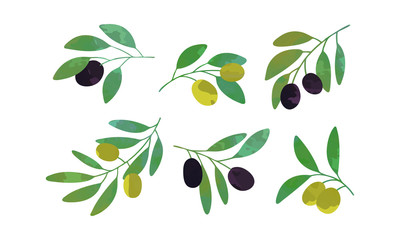 Naklejka premium Olive Tree Branches with Green and Black Fruits Collection, Healthy Organic Product Vector Illustration Vector Illustration