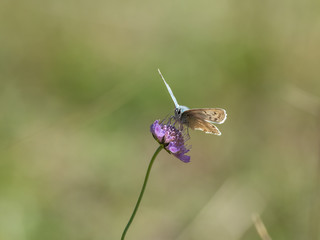 Male Chalk Hill Blue  ( Polyommatus coridon ) on Scabious