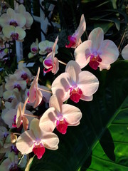 Closeup of white and pink orchids blurred background.