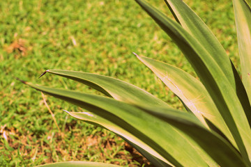 Obraz premium Leaves of tropical plants lit by the bright summer sun close-up. Natural background retro style toned
