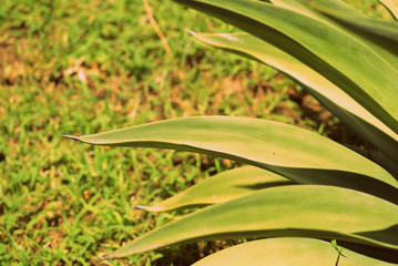 Obraz premium Leaves of tropical plants lit by the bright summer sun close-up. Natural background retro style toned