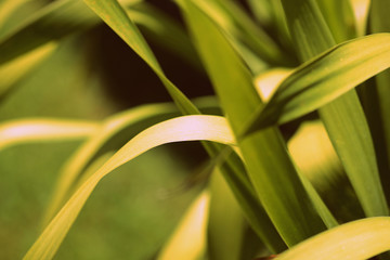 Green leaves of tropical plants close-up. Natural background