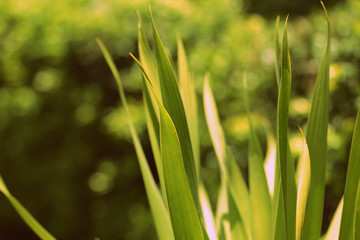 Leaves of tropical plants lit by the bright summer sun close-up. Natural background retro style toned