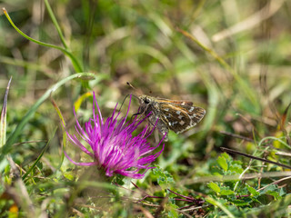 Silver-spotted skipper, Hesperia comm