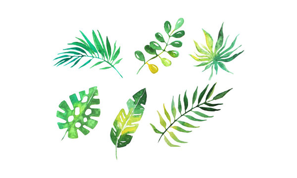 Green Tropical Palm Leaves Collection, Beautiful Exotic Plants Watercolor Hand Drawn Vector Illustration