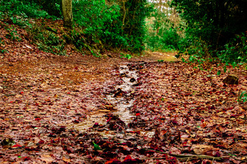 Rio en el camino otoñal