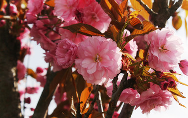 Beautiful blooming sakura tree
